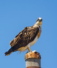The Eastern Osprey (Pandion cristatus), a diurnal fish-eating bird of prey , Perth in Western Australia.