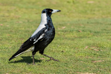 Australian Magpie 
