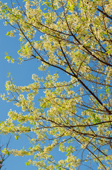 Beautiful white flower of Sakura or Wild Himalayan Cherry tree in outdoor park with blue sky