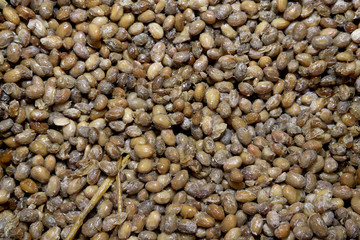 Fermented beans. Cheonggukjang or Natto