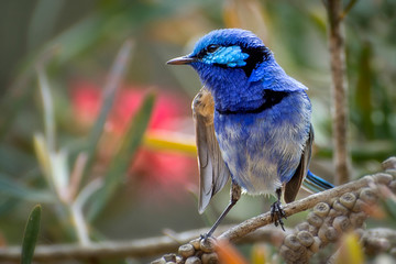 Male Splendid Fairy Wren, Malurus splendens, Western Australia