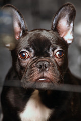 black french bulldog home interior 