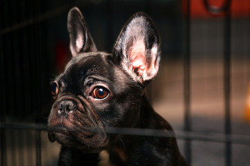 black french bulldog home interior 