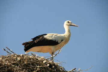 Storch