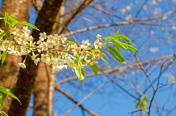 Beautiful white flower of Sakura or Wild Himalayan Cherry tree in outdoor park with blue sky