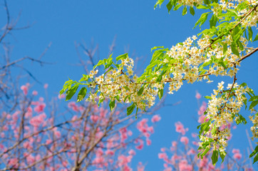 Beautiful white flower of Sakura or Wild Himalayan Cherry tree in outdoor park with blue sky