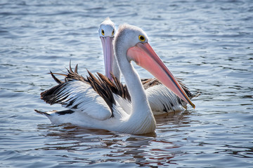 Australian pelican (Pelecanus conspicillatus) Perth Western Australia