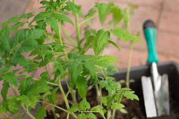Tomato seedlings and scoop in the box. Preparation of planting plants in  vegetable beds.Blur focus.