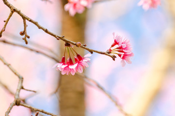 Beautiful pink flower of Sakura or Wild Himalayan Cherry tree in outdoor park with blue sky