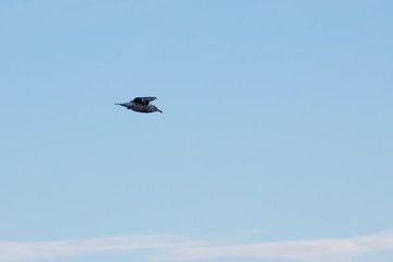 Möwe im Flug