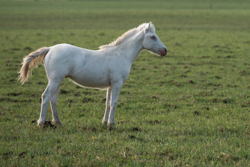 Obraz na płótnie Canvas White horse in the pampas