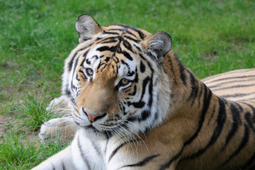 Fototapeta na wymiar Sibirischer Tiger, Amurtiger (Panthea tigris altaica), Captive, Deutschland, Europa