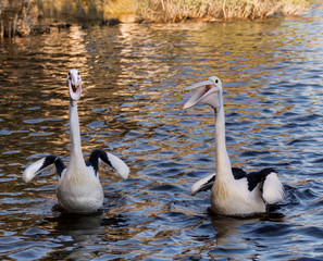 Australian pelican (Pelecanus conspicillatus) Perth Western Australia