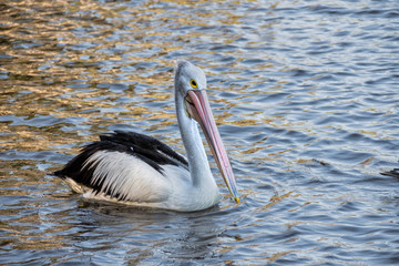 Australian pelican (Pelecanus conspicillatus) Perth Western Australia