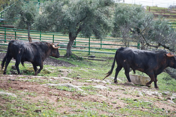 spanish black  bulls in their paddock. Andalusia, Spain