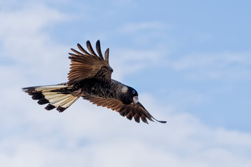 The Short-billed Black Cockatoo (Calyptorhynchus latirostris) also known as Carnaby's Cockatoo or Carnaby's Black Cockatoo is a large black cockatoo endemic to south-western Australia and threatened b