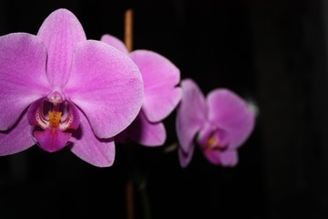 Fototapeta na wymiar orchid on dark background