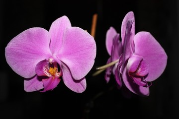 Fototapeta na wymiar orchid on dark background