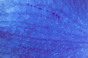 Macro blue petal