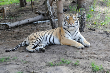 Fototapeta na wymiar Sibirischer Tiger, Amurtiger (Panthea tigris altaica), Captive, Deutschland, Europa