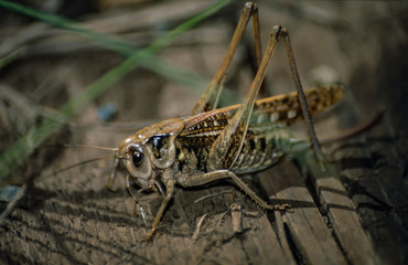 Grey grasshopper (Decticus verrucivorus) sitting on a log after a rain summer day in the Moscow region