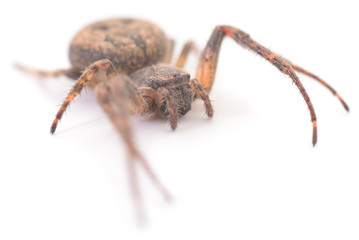 House spider isolated.