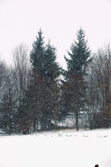 Obraz premium Pines in Winter Snowstorm