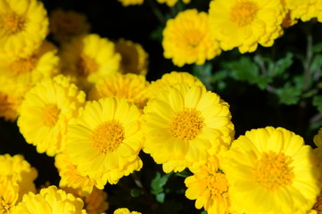 秋の菊展覧会