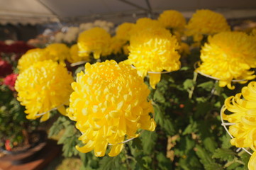 秋の菊展覧会