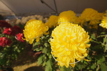 秋の菊展覧会