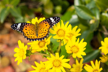 Butterfly on flower