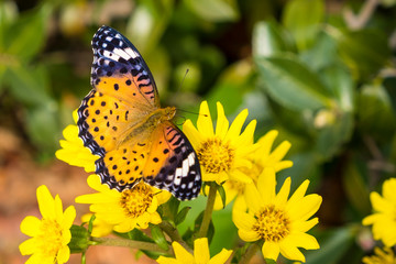 Butterfly on flower