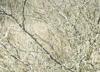The background is winter with gray, white bushes and thickets of trees.