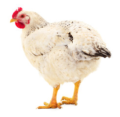 White hen isolated.