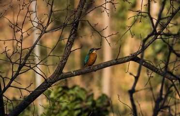 Eisvogel nähe Zitadelle Spandau in Berlin 