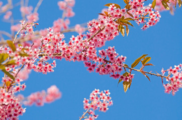 Beautiful pink flower of Sakura or Wild Himalayan Cherry tree in outdoor park with blue sky