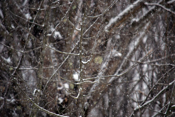 branches of a tree in winter