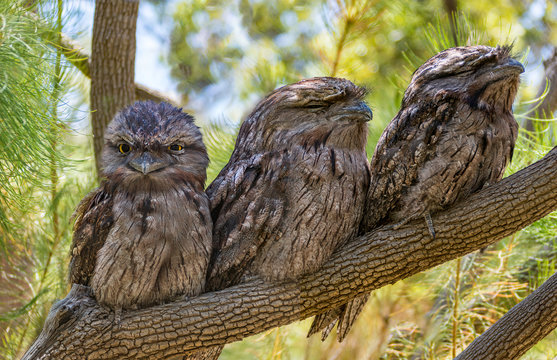 The Tawny Frogmouth (Podargus strigoides) is an Australian species of frogmouth, an iconic type of bird found throughout the Australian mainland, Tasmania and southern New Guinea. It is often mistaken