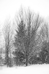 Obraz na płótnie Canvas forest in winter