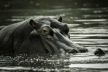 Fototapeta premium African Hippopotamus, South Africa, in forest environment