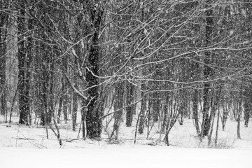 Woodland Snow Storm in Black and White