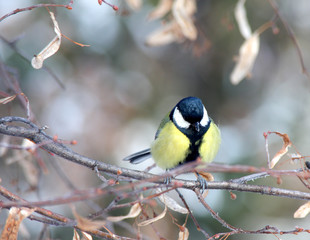 The titmouse sits on a branch