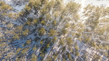 Aerial view of the pine forest in winter.