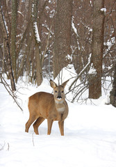 Roe in the winter forest