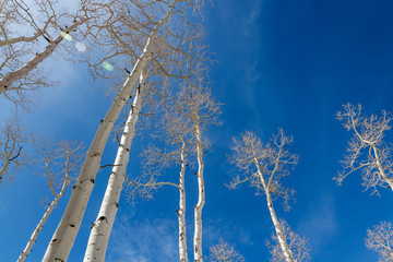 Pando is a forrest colony of a single liveform and might be the oldest living organism in the world.