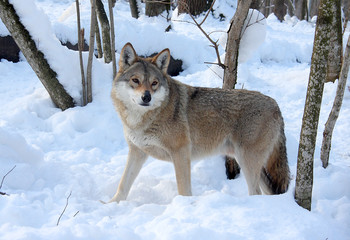 Wolf in the winter wood