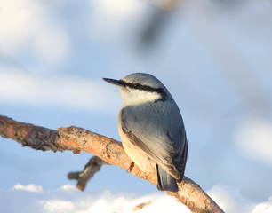 The nuthatch sits on a branch