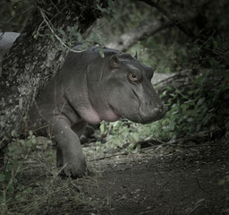 Naklejka premium African Hippopotamus, South Africa, in forest environment