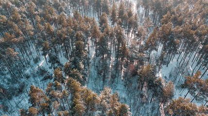 Aerial view of the pine forest in winter.
