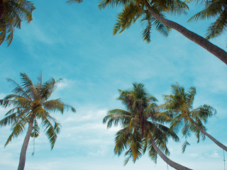 Frame of palm trees against the sky, free space in the center. Tropical landscape